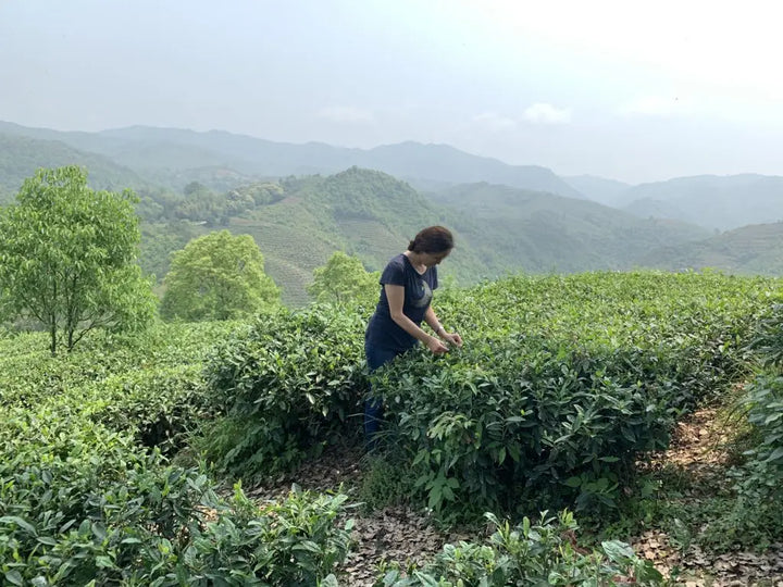 About MeiMei Fine Teas - World’s Best Chinese Tea