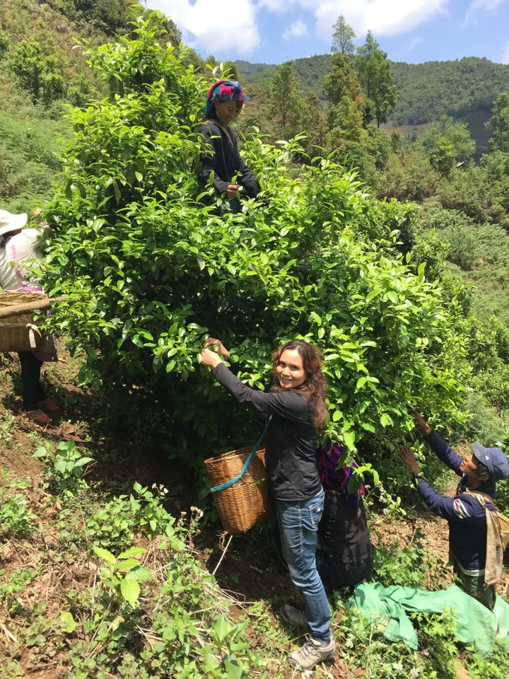 Pu’erh You Should Know: A Brief Introduction to Mengku Pu’erh