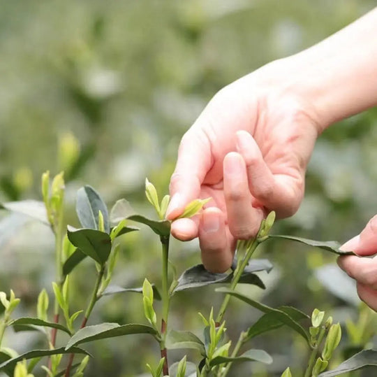 Should You Buy The Earliest Harvest Dragon Well Green Tea?