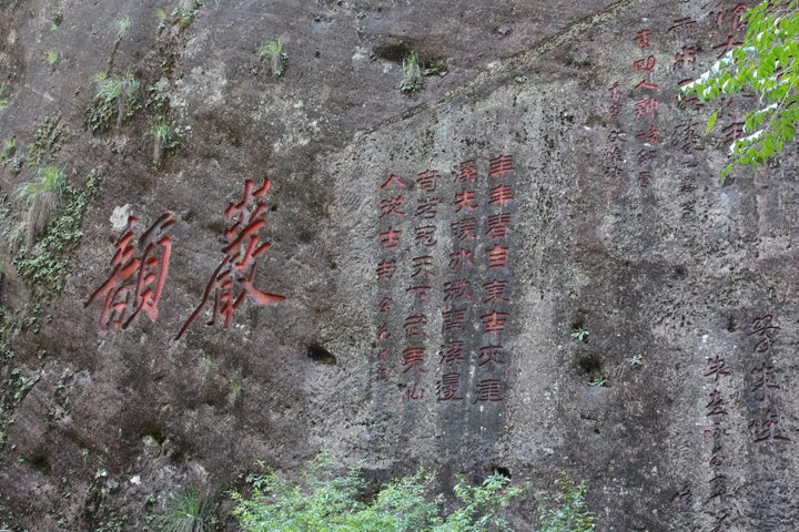 Tea Tasting Guide: How to Taste and Appreciate Wuyi Rock Oolongs