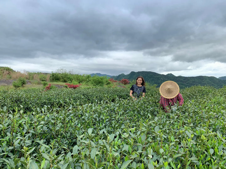 What Is Pre-ming and Pre-rain? Chinese Spring Harvest Tea Terms