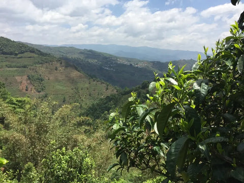 Mengku puerh tea mountain Da Xue Shan 