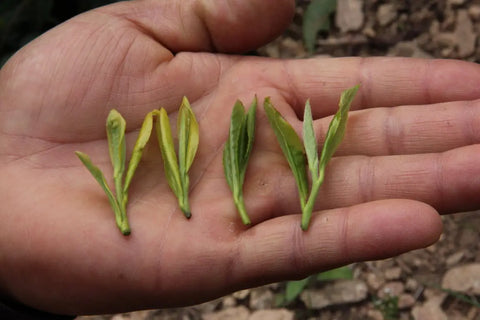 A Gem of a Green Tea. What you need to know about Anji Bai Cha.