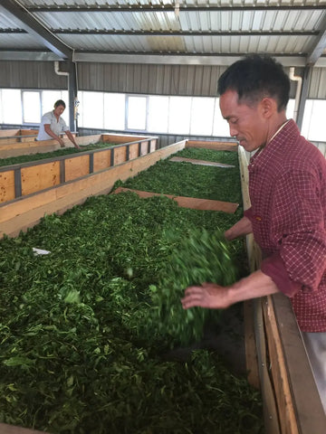 The Legacy of Yunnan Gongfu Black Tea: Born from the Shadows of WWII