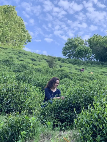 Inspecting the leaves at a liu an gua pian green tea garden