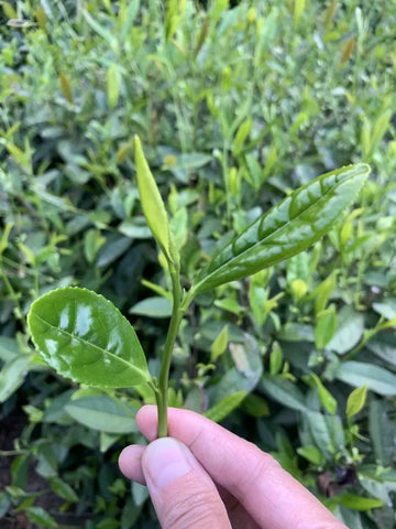 Pre-rain green tea harvest Meimei Fine Teas