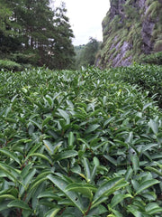 wuyi rock tea wuyi mountain