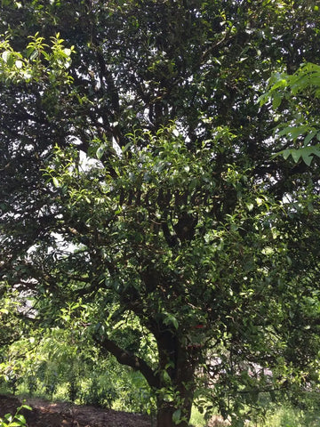 2,000 Year Old Puerh Tree