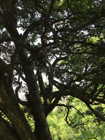 2,000 Year Old Puerh Tree