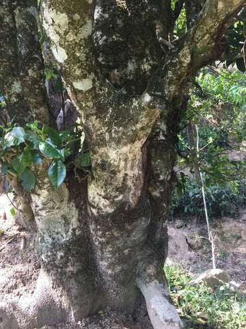 2,000 Year Old Puerh Tree