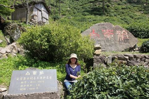 1000 year old Anji Bai Cha tea bush