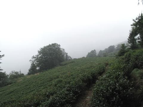 enshi yu lu green tea garden