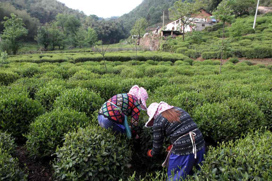 Award-Winning Artisan Lu An Gua Pian Melon Seed Green Tea